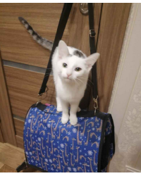 Отдам котенка в городе Чебоксары.