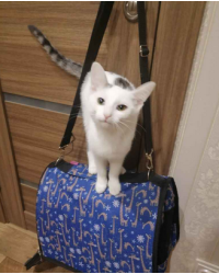 Отдам котенка в городе Чебоксары.