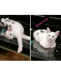 Котята в добрые руки в городе Чебоксары.