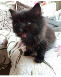 Котёнок котик в городе Тверь.