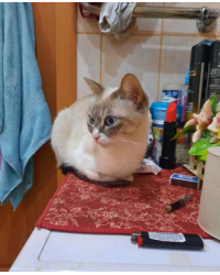 Отдам в добрые руки кошечку в городе Чебоксары.