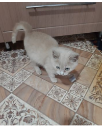 Отдам котят в добрые руки в городе Ржев.