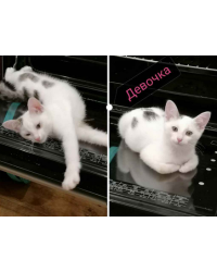 Котята в добрые руки в городе Чебоксары.