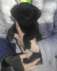 Щеночки ищут дом! в городе Лисичанск.